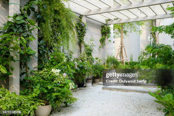 potted plants in garden. - tuinterras stockfoto's en -beelden