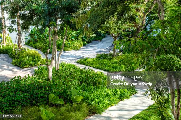 pathway in tropical garden - rainforest garden ストックフォトと画像