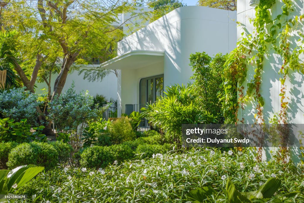 Garden in the backyard.