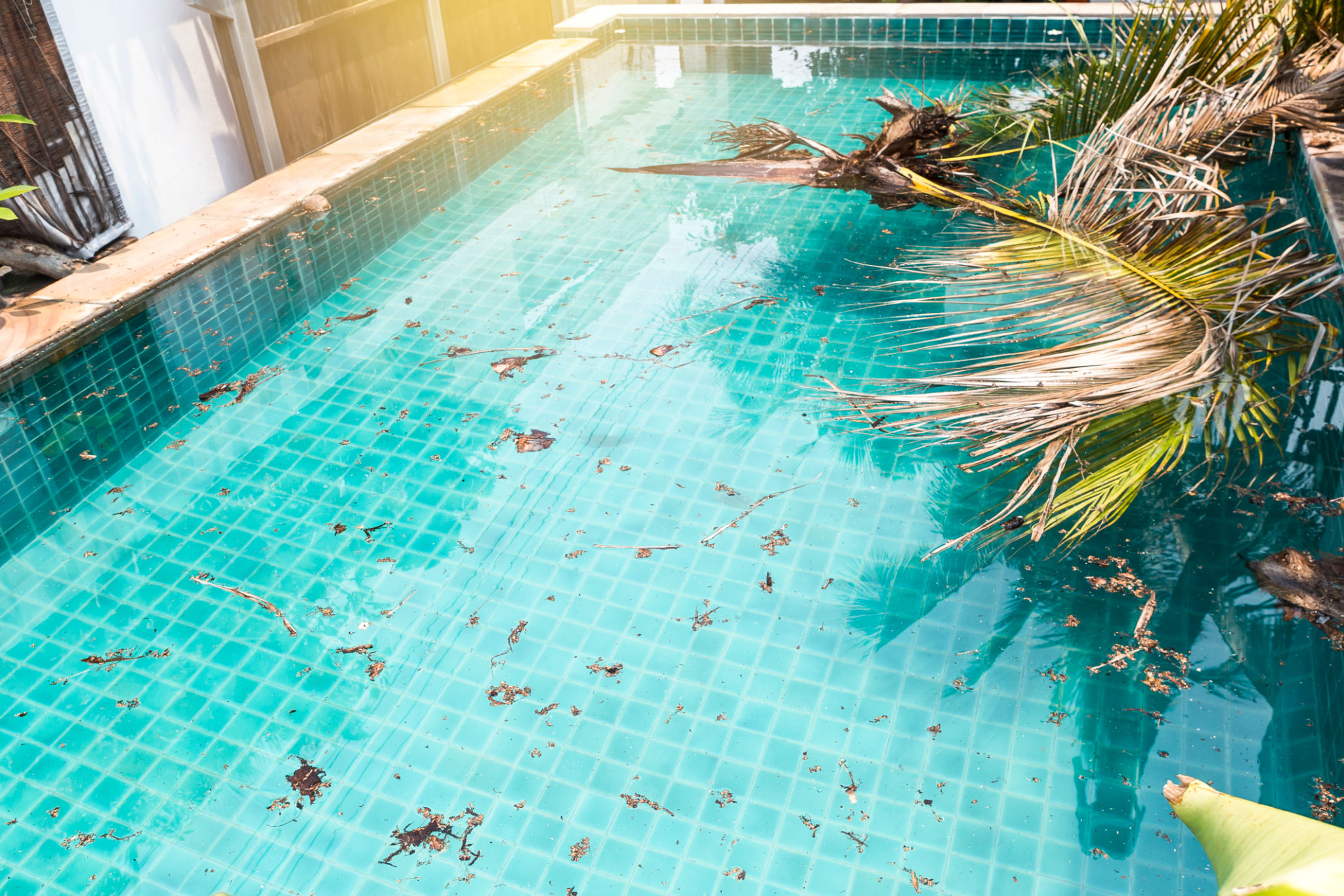 pool algae removal