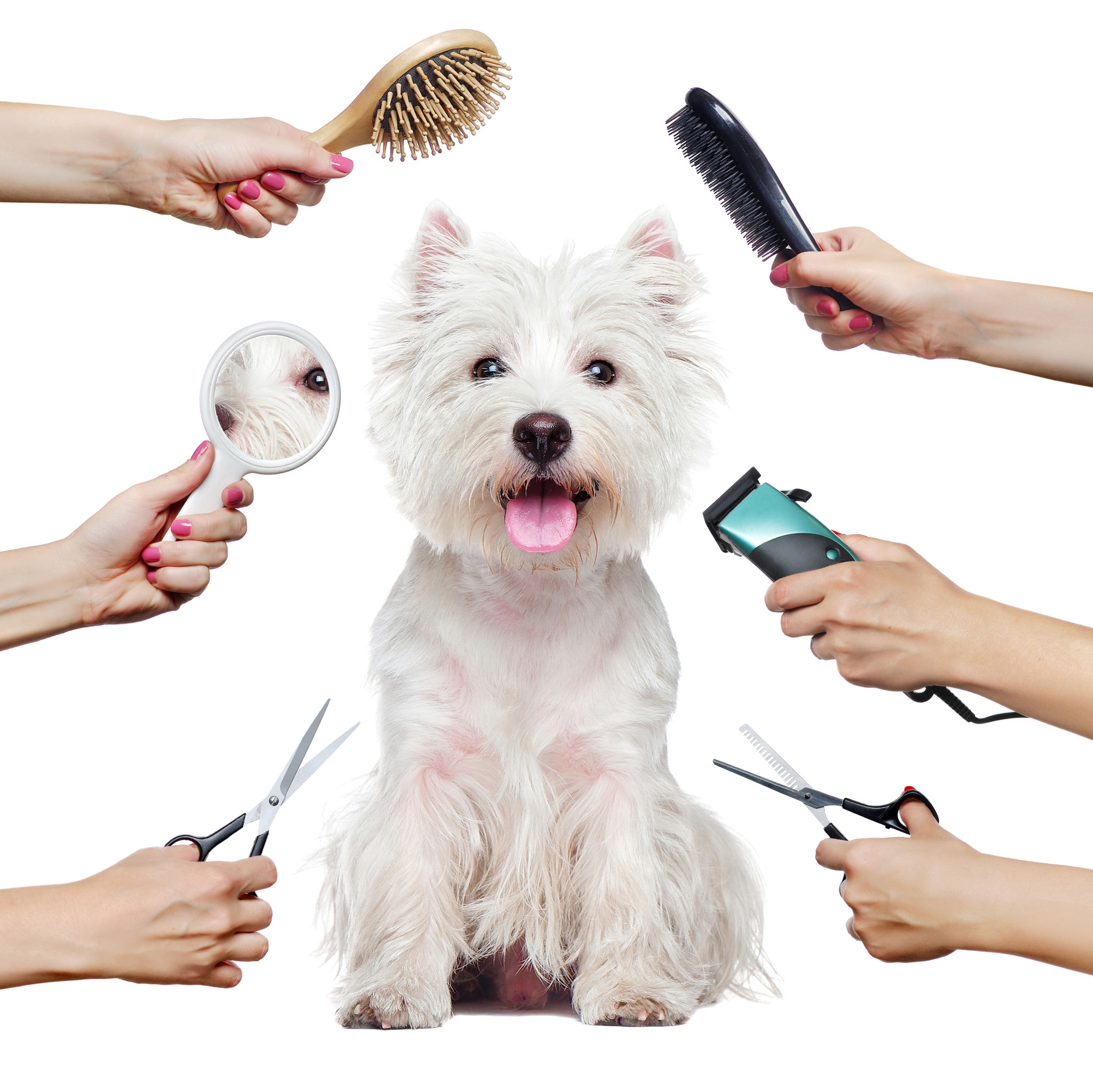 mobile pet grooming