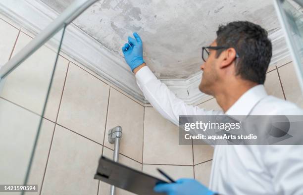 man examining moldy white wall - stachybotrys chartarum stock pictures, royalty-free photos & images