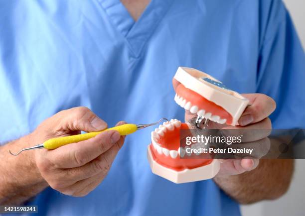 dentist with teaching model of teeth - canal da raiz imagens e fotografias de stock