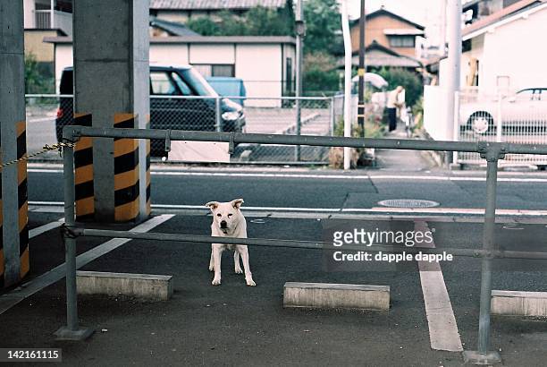 dog in parking lot - car pet barrier stock pictures, royalty-free photos & images