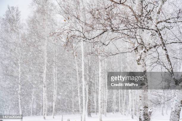 white birch forest in heavy snow - birch forest ストックフォトと画像
