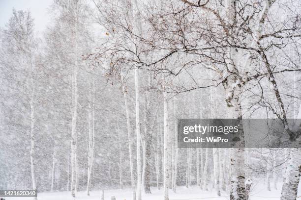 white birch forest in heavy snow - bare trees on snowfield stock pictures, royalty-free photos & images
