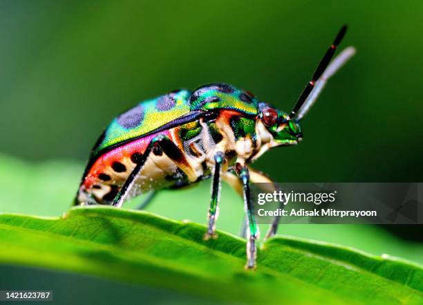 green glitter beetle on leaf - animal behavior. - voelspriet stockfoto's en -beelden