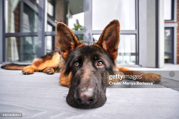 a german shepherd dog lies with a thoughtful look on the veranda. - pastore tedesco foto e immagini stock