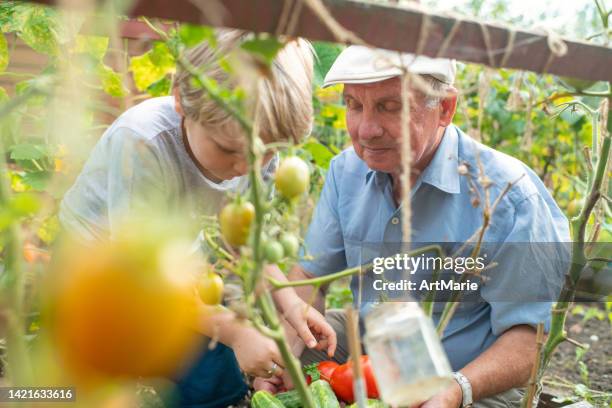 famiglia che raccoglie verdure coltivate in casa - orto foto e immagini stock