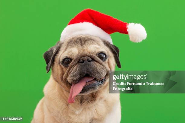 dog with santa claus hat - funny christmas dog stock pictures, royalty-free photos & images