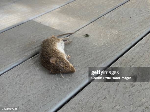 dead mouse - rodent fotografías e imágenes de stock