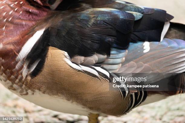 male wooden duck - male feet on face stock-fotos und bilder