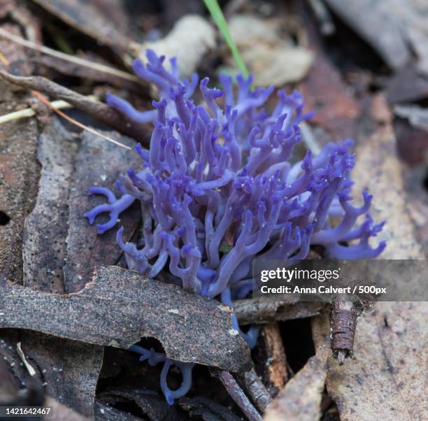 close-up of purple flowering plant,canberra,australian capital territory,australia - tidbinbilla nature reserve stock pictures, royalty-free photos & images