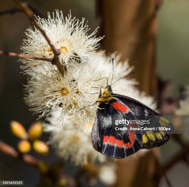 close-up of butterfly pollinating on flower,canberra,australian capital territory,australia - pollination stock pictures, royalty-free photos & images