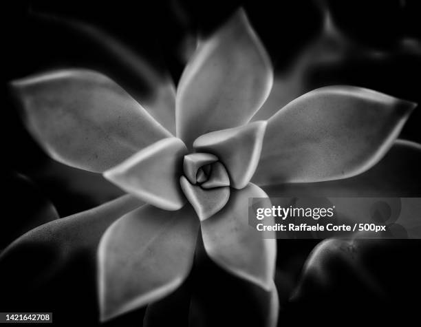 close-up of succulent plant - raffaele corte stock pictures, royalty-free photos & images