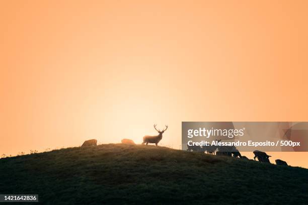 silhouette of deer on field against sky during sunset,national park of abruzzo,italy - deer antler silhouette stock pictures, royalty-free photos & images