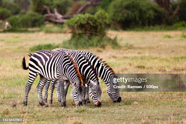 two zebras,amboseli national park,kenya - mountain zebra nationalpark stock-fotos und bilder