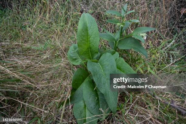 dock leaves or bitter docks known as rumex obtusifolius. medicinal plants. - sorrel stock pictures, royalty-free photos & images