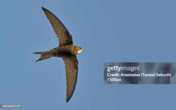 low angle view of songswallow flying against clear sky,greece - common swift flying stock pictures, royalty-free photos & images