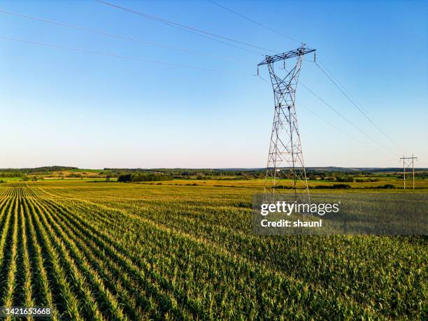 campo de maíz y línea eléctrica - electricidad fotografías e imágenes de stock