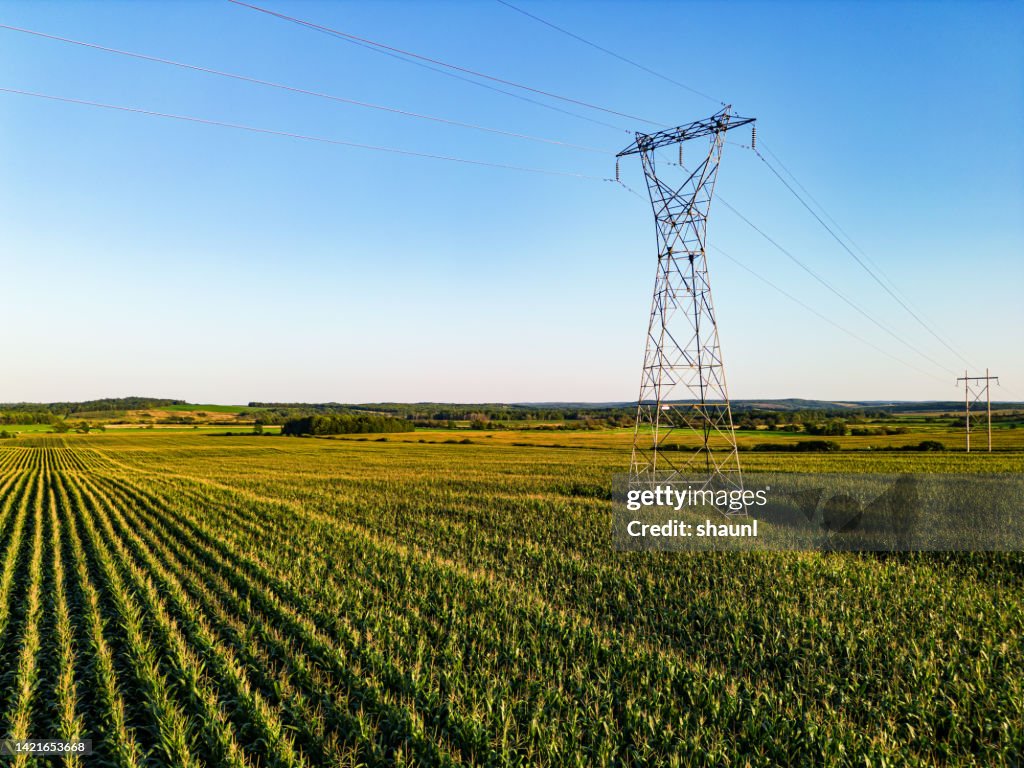 Corn Field & Power Line