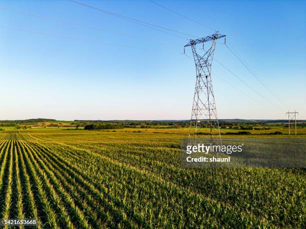 corn field & power line - electricity 個照片及圖片檔