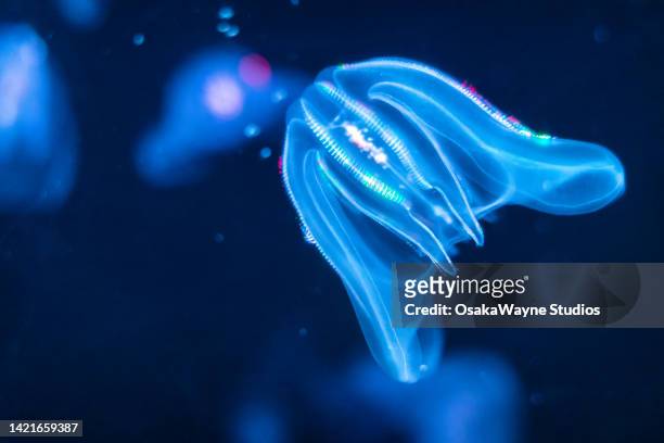 glowing fluorescent colour animal in water - stechen tierverhalten stock-fotos und bilder