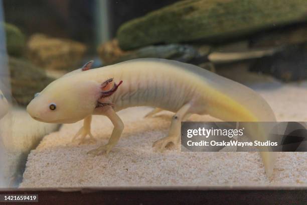 axolotl - axolotl stock pictures, royalty-free photos & images