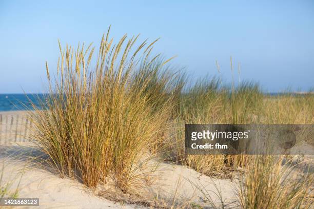 dune grass on the beach of mediterranean sea - occitanie stock pictures, royalty-free photos & images