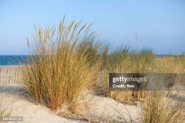 dune grass on the beach of mediterranean sea - occitanie - fotografias e filmes do acervo