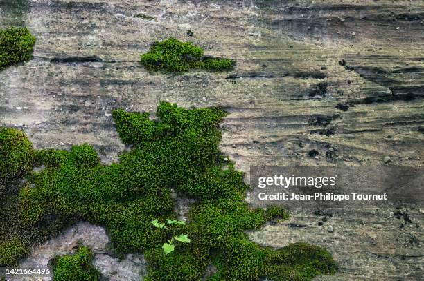 natural background - moss on rock in the vosges massif, france - muschio foto e immagini stock