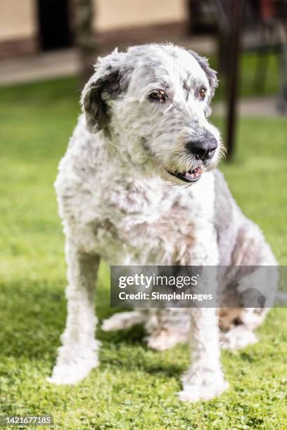 bobtail breed old dog tired and sitting in the backyard. - bobtail dog stock pictures, royalty-free photos & images