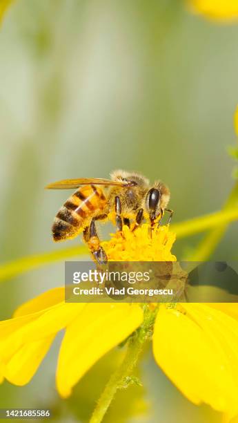 bee yourself - honey bee ストックフォトと画像