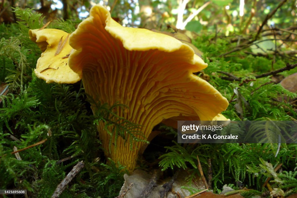 Chanterelle Mushroom in Forest