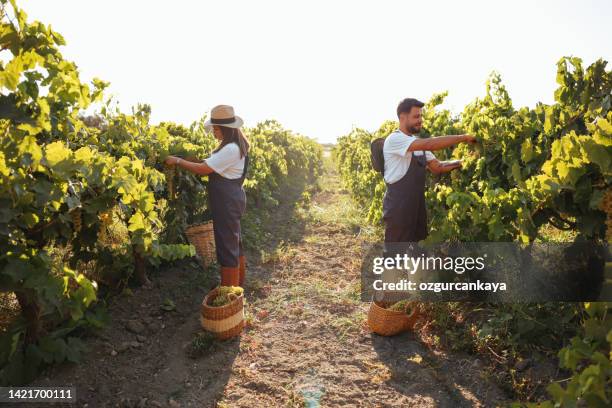 feliz pareja de agricultores recogiendo uvas de su viñedo - vineyard fotografías e imágenes de stock