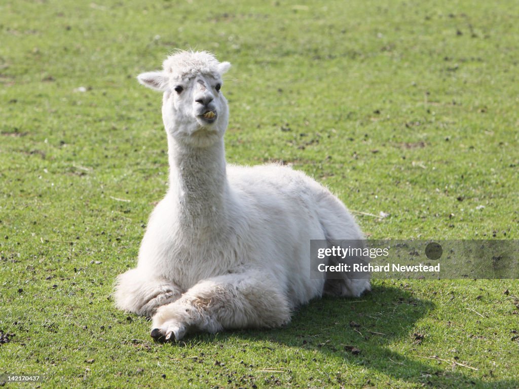 White Llama