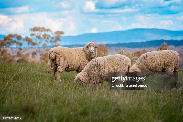 merino sheep out in the paddock - merino sheep stock pictures, royalty-free photos & images