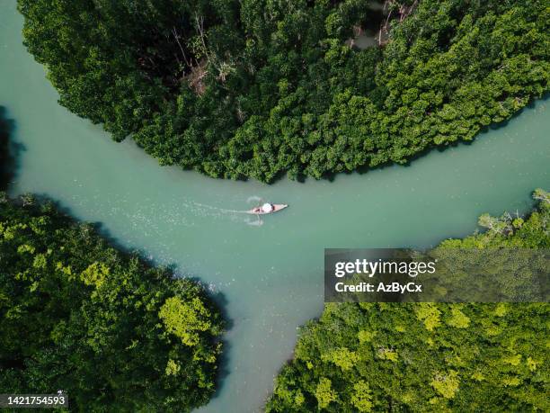 the boat drove through the canal along the river amidst the richness of the mangrove forest at koh chang,trat,thailand. - koh chang stock pictures, royalty-free photos & images