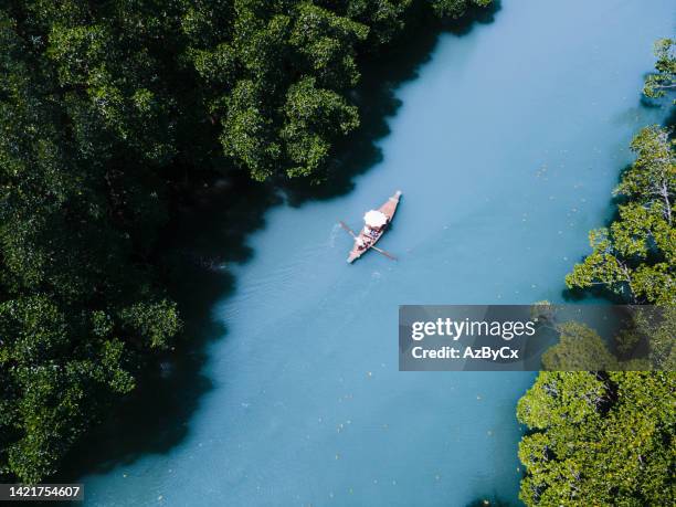 the boat drove through the canal along the river amidst the richness of the mangrove forest at koh chang,trat,thailand. - koh chang stock pictures, royalty-free photos & images