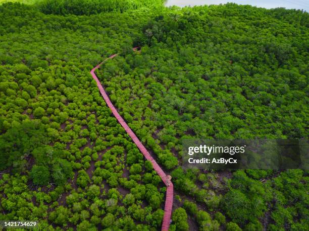 red wooden bridge in beautiful mangrove forest at koh chang,trat,thailand. - koh chang stock pictures, royalty-free photos & images