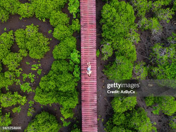 young asian tourist lay at wooden bridge in mangrove forest at koh chang,trat,thailand. - koh chang stock pictures, royalty-free photos & images