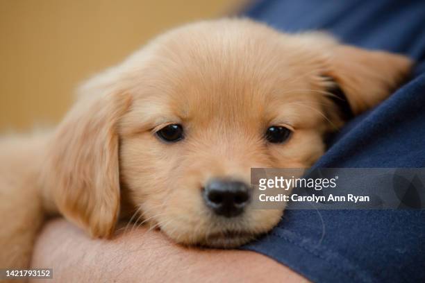 golden retriever puppy held in arms - labrador puppies stock-fotos und bilder