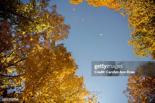 yellow leaves falling from sky - barnard vermont stock pictures, royalty-free photos & images