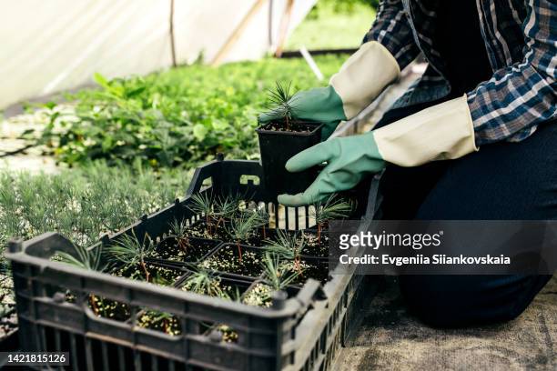 adult woman gardening in greenhouse. - tuinhandschoen stockfoto's en -beelden