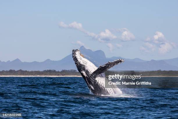 humpback whale breaching - oceanië stockfoto's en -beelden