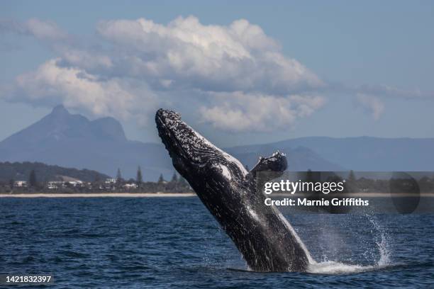 humpback whale breaching - oceanië stockfoto's en -beelden