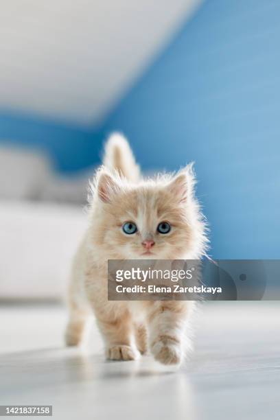 fluffy red kitten with blue eyes - kitten stock pictures, royalty-free photos & images