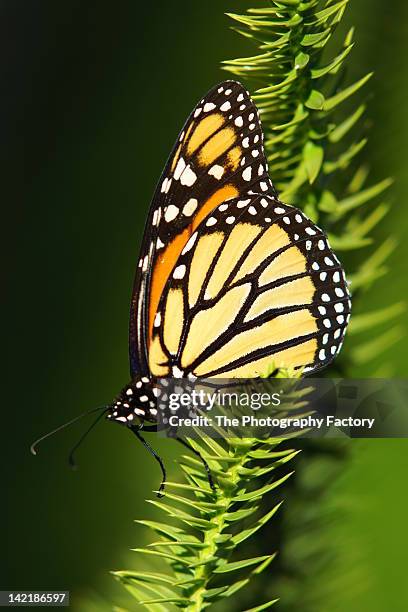 monarch butterfly - sarasota botanical garden stock pictures, royalty-free photos & images