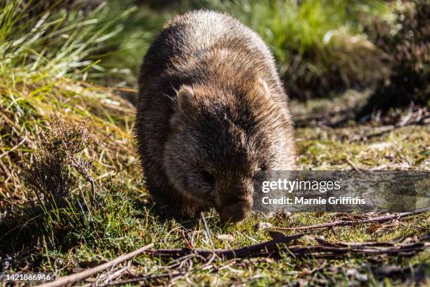 wombat in field of grass - wilderness area stockfoto's en -beelden