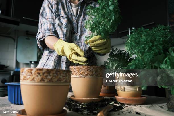 replanting potted basil at home - indoor vegetable garden stock pictures, royalty-free photos & images